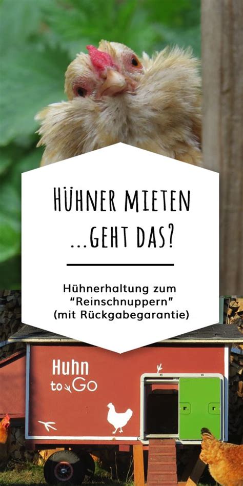 Check spelling or type a new query. Hühner mieten für Anfänger - mit "Huhn to go" zur ...