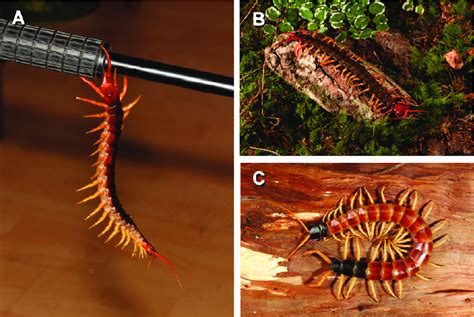 A Scolopendra Dehaani Hanging From A Camera Tripod Just Using The