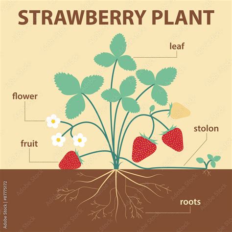 Illustration Parts Of Strawberry Whole Plant Strawberries With Labels