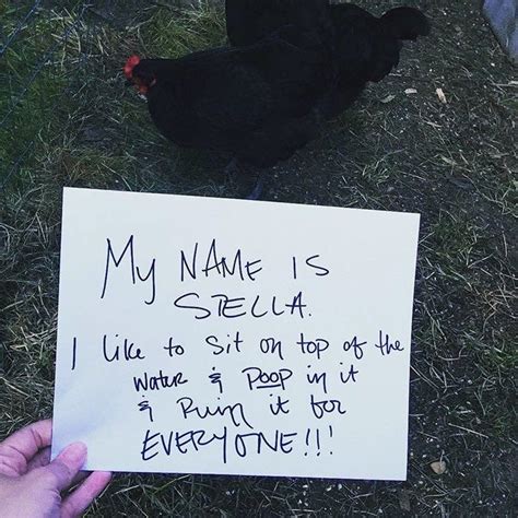 Chicken Shaming Is All You Need To Make You Laugh Today 45 Pics I