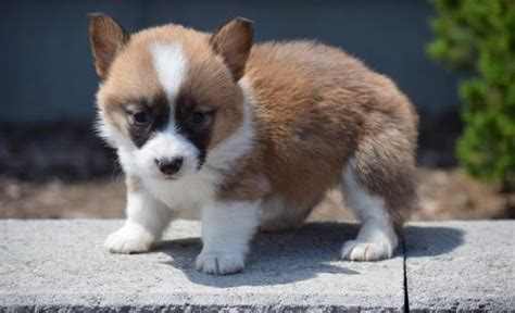 Pembroke Welsh Corgi Puppy For Sale Adoption Rescue For Sale In