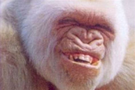 Pin By Cory B On Fotos Laughing Animals Monkeys Funny Albino Gorilla