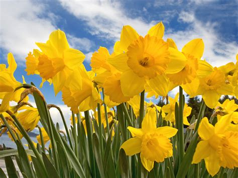 Romantic Flowers Daffodil Flowers