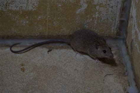 Rat Floor 2 Best Pest Control Service In Ventura County And Los Angeles County Ca