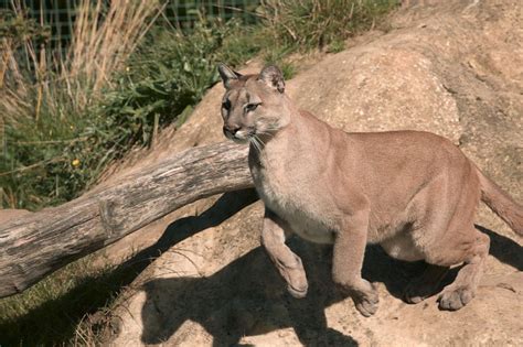Basketball Violet Et équipe Are Pumas And Mountain Lions The Same Tuile