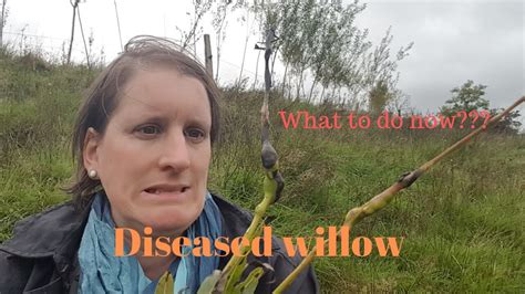 Diseased Willow What Now Youtube