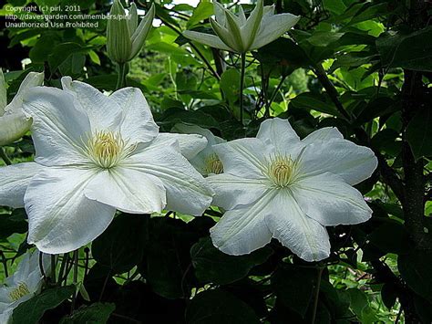 Plantfiles Pictures Clematis Early Large Flowered Clematis Candida