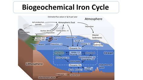 Biogeochemical Iron Cycle In 2021 Microbiology Environmental