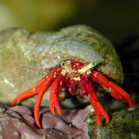 Red Scarlet Hermit Crab —