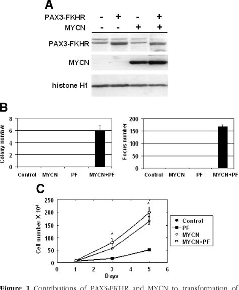 Figure 1 From High Expression Of The Pax3 Fkhr Oncoprotein Is Required