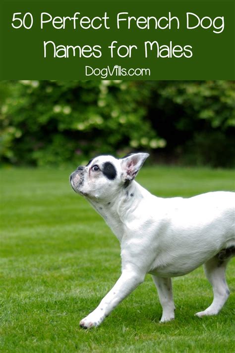 Take a look at our list and make your choice. 100 Charming French Dog Names | Dog names, French dogs ...