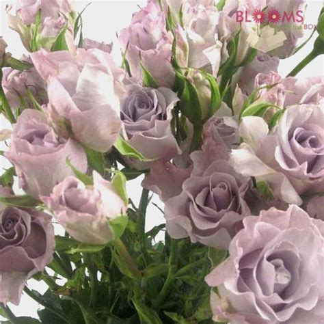 Wholesale Spray Roses Lavender Blooms By The Box