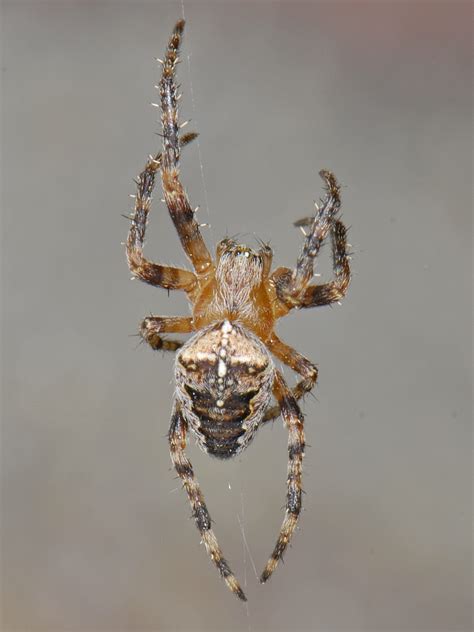 Araneus Diadematus Cross Spider