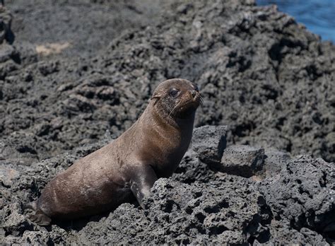 Galapagos Island Geography And Geology Part Three Ocean Currents