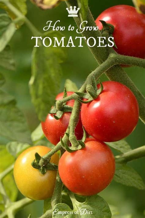 How To Grow Tomatoes Empress Of Dirt Growing Tomatoes From Seed