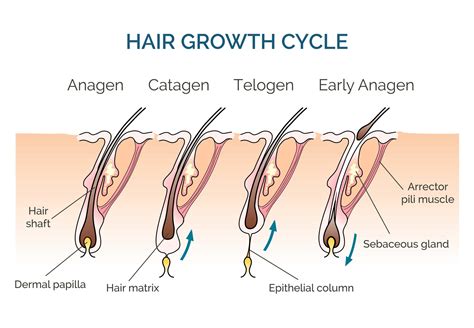 The Hair Growth Cycle Stages And What It Means For You Kiierr