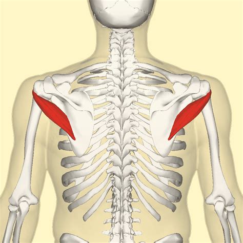 The Teres Minor Muscle Affected By Trigger Points El Paso Tx