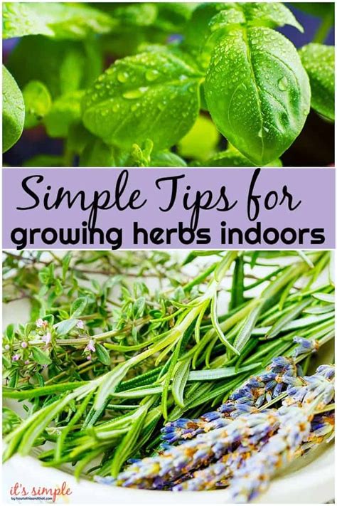 6 Crazy Simple Tips For Growing Herbs Indoors Fresh Fragrant
