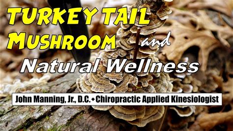 turkey tail mushroom and wellness 2 realmushrooms improved audio