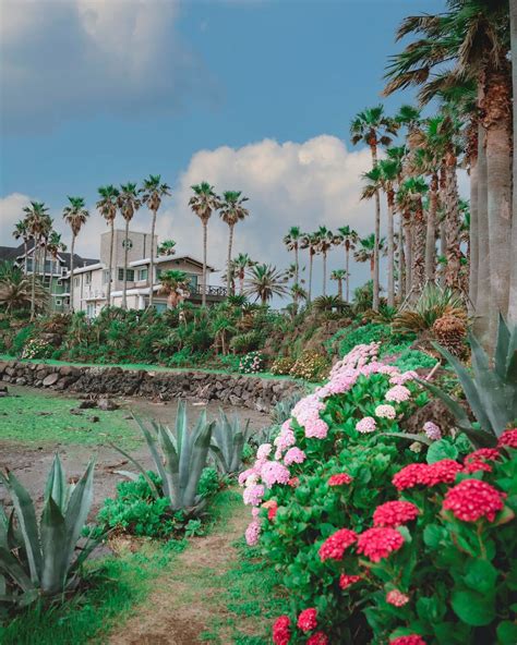 Hydrangeas And Palm Trees Along The Joham Coastal Road Jeju City Jeju