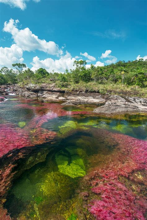 Caño Cristales — Colombias River Of Five Colors The Holidaze