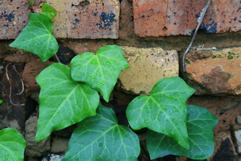 Ivy Against Brick Wall Free Stock Photo Public Domain Pictures