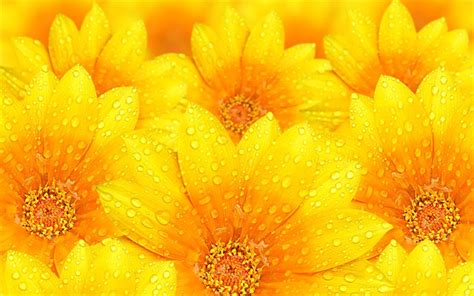 Download Wallpapers Yellow Flowers 4k Macro Dew Yellow Petals