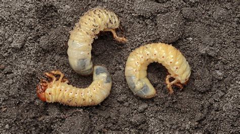 Denn wer seinen garten frei von lästigen schädlingen haben will, sollte die nützlinge nicht nützlinge sind bekanntlich hervorragend geeignet um schädlinge im garten zu bekämpfen. Rasenschädling: Was gegen Engerlinge hilft | Engerlinge ...