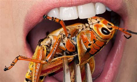 If We Want To Save The Planet The Future Of Food Is Insects Food