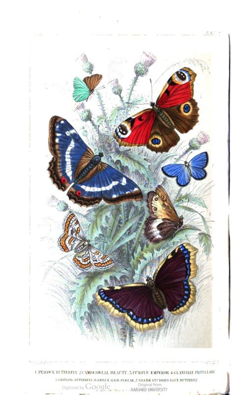 Butterflies A History Of The Earth And Animated Nature Vol 2 By