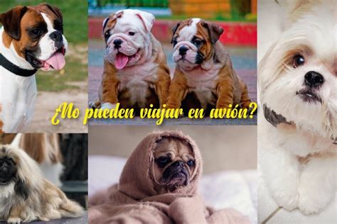 ¿qué Animales No Pueden Viajar En Avión Guía Completa De Restricciones