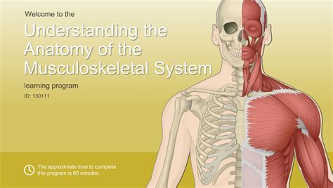 Understanding The Anatomy Of The Musculoskeletal System Adam Ondemand