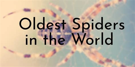 7 Oldest Spiders In The World