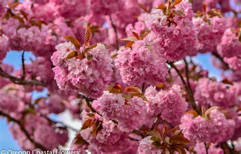 Double Blooming Pink Cherry Blossoms Oregon Coastal Flowers