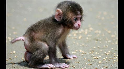 Funny Monkey A Cute And Naughty Baby Monkey Doovi