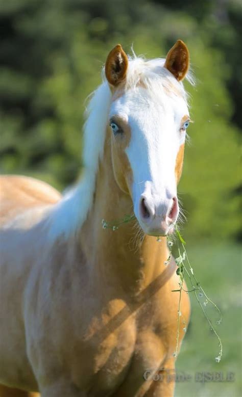 Palomino Paint Splash Foal With Blue Eyes Beautiful Horses Pretty