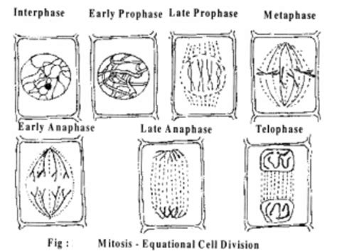 Somatic cells make up most of your body's tissues and organs, including skin, muscles, lungs, gut, and hair cells. Plant Cell Division - Cell Cycle 1.Amitosis 2.Mitosis 3 ...