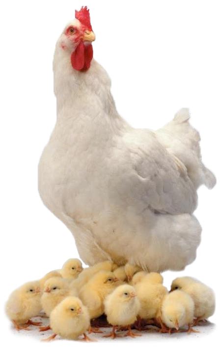 Chicken Png Png All Png All