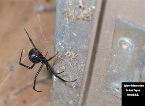 Poisonous Spiders Of South Carolina Dengarden