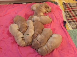The puppies will be ready to go to their new homes may 29. Diamond State Golden Retrievers, Golden Retrievers Delaware, Delaware Golden Retrievers ...