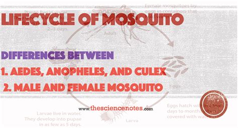 Lifecycle Of Mosquito Differences Between Aedes Anopheles And Culex
