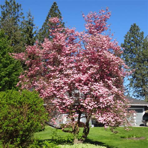 Pink Dogwood Trees For Sale At Arbor Days Online Tree Nursery Arbor