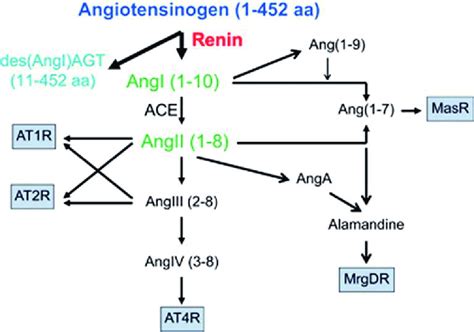 The Renin Angiotensin Aldosterone Cascade 3 Download Scientific
