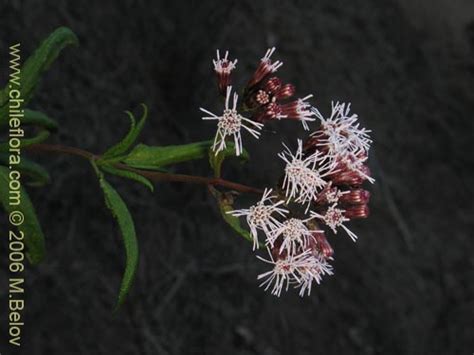 Res·menes xii congreso latinoamericano de malezas, montevideo, uruguay. Descripción e imágenes de Aristeguietia salvia (Salvia ...