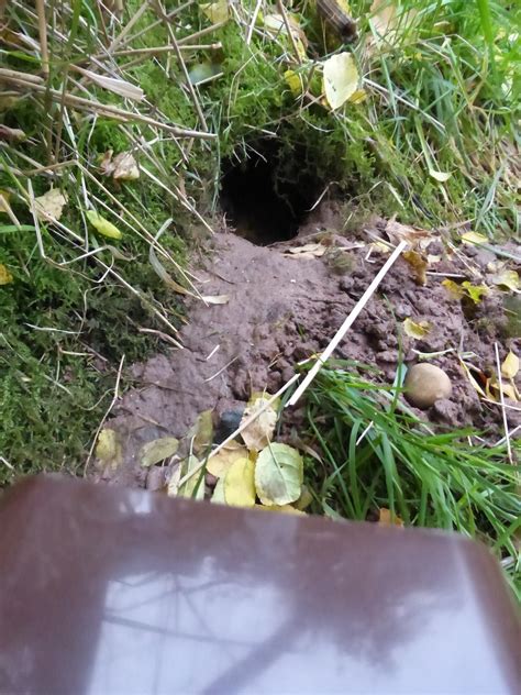 8 Pics Rat Burrows In Garden And View Alqu Blog