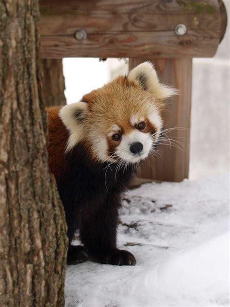 Pin By Adams Cremelee On Red Panda งุ้งงิ้ง With Images Cute