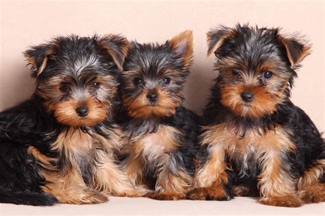 Yorkshire Terrier Facts And Questions Furry Babies
