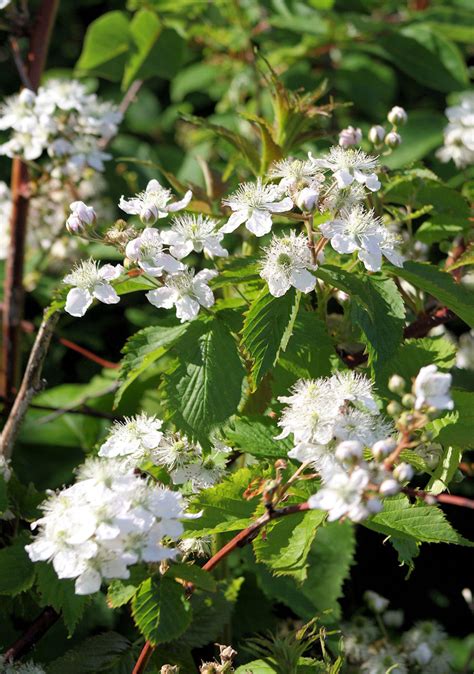 White Flowering Bush Free Stock Photo Public Domain Pictures