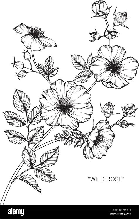 Wild Roses Flower Drawing Illustration Black And White With Line Art