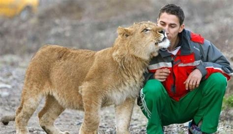Дружба человека и льва